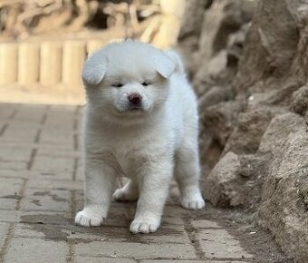 Akita Inu s PP - fenky