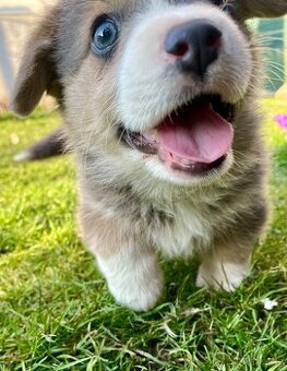 Welsh corgi pembroke