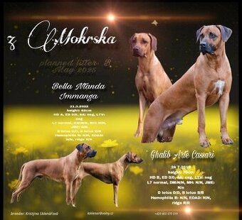 Rhodéský Ridgeback štěňátka s PP