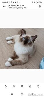 Hledáme koucourka Ragdoll ke krytí