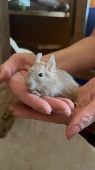 Osmák degu - 1