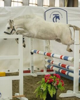 Welsh mountain Pony