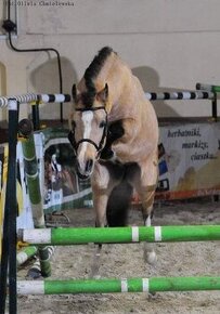 Připouštění Welsh pony - 1