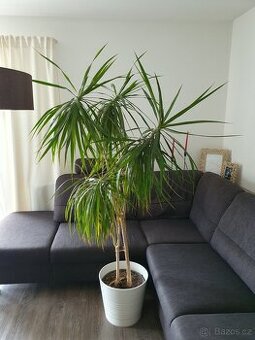 Dracena - 1
