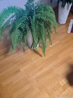 Ledviník - kapradina