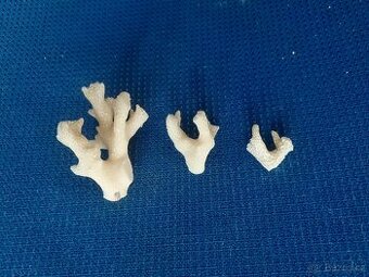 Prodám 3 kousky mořského korálu. Rozměry 4,5 3 a 2 cm