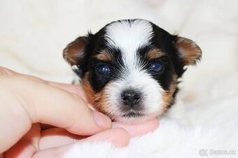 Jorkšírký teriér Biewer terrier s PP