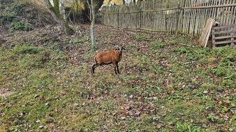 Jehňata ovce kamerunské