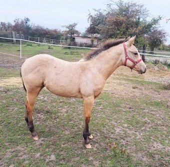 Appaloosa klisna letošní