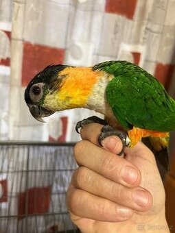 Amazonek černotemenný 1,1, ručně dokrmeni