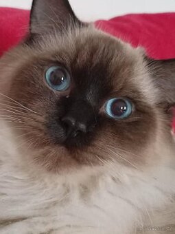 Prodám krásného kocourka Radgoll