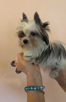 Jorkširský teriér