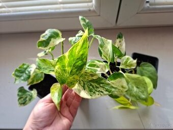 Nenáročné pokojovky v sadě (4 ks- 333 Kč)