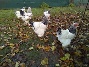 Brahmanka velká bílá kolumbijská