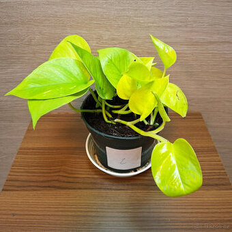 Epipremnum Neon Golden Pothos