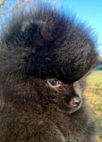 Pomeranian čierny s PP