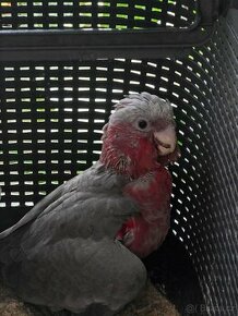Kakadu Růžový -ručně dokrmený