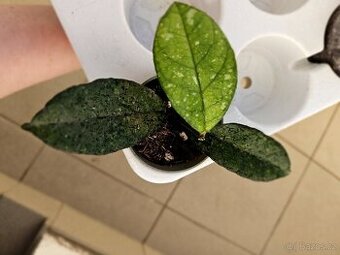 Hoya Crassipetiolata Splash - voskovka - pokojová rostlina