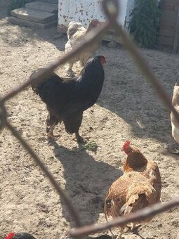 Brahmanky