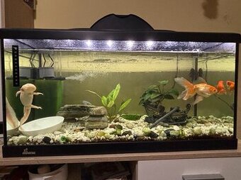 axolotl