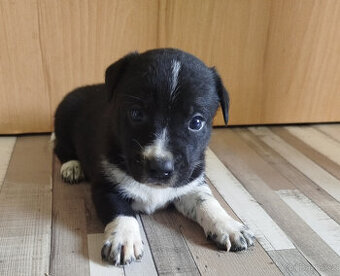 Jack Russell teriér