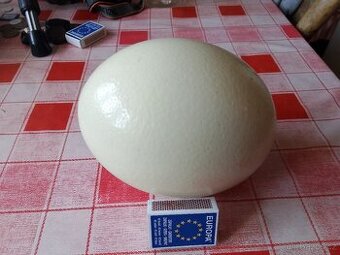 PRODAM PSTROSI VEJCE PSTROSA AFRICKEHO