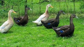 Saské a Ruánské kachny letošní