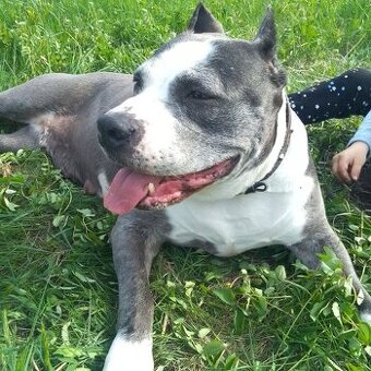 Amstaf čistokrevná