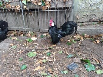 Bantamka černá - kohoutci