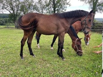 Westfálský hřebeček