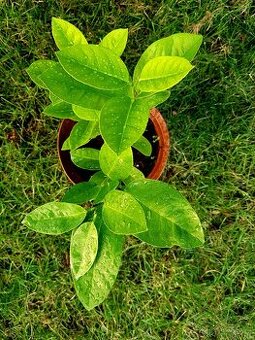 citroník , Pavlovský, citrusy  SLEVA na Pavlovský - 300