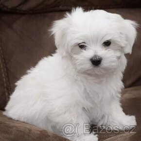 hledáme nevěstu pro havanského psíka