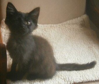 Černý, dlouhosrstý, klidnější 2,5-3měsíční Šimon