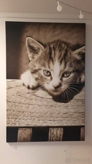 Obrazy na plátně Dětská kočka