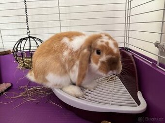 Králíček Beránek