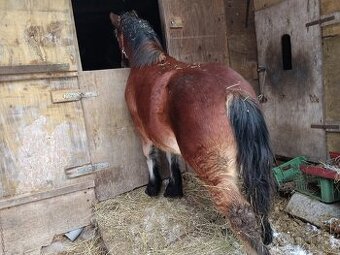 Predám mladú ťažnu kobylku