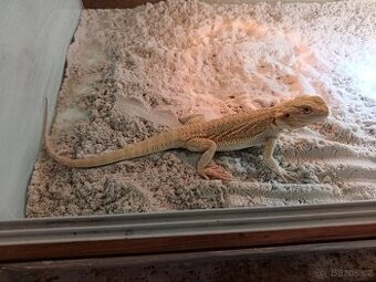 Agama vousatá witblits