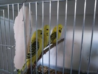 TCB andulky zelené i modré i jiné zbarvení,Výstavní andulky