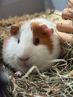 Dám morče do dobrých rukou.