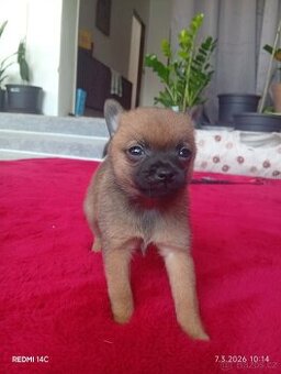 Štěně pomeranč křížení kluk z krisarikem