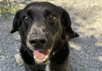 Hledá se nový domov pro RENDYHO