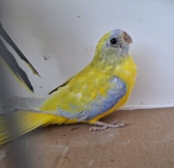 Neoféma tyrkysová žltobruchá