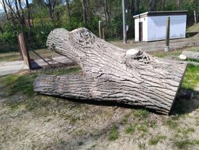 Topol (měkké dřevo) -  velké zajímavé kusy