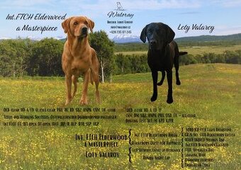 Labradorský retrívr - pracovní linie
