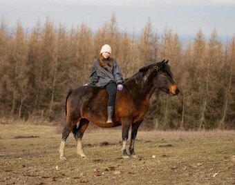 Huculská klisna, hucul, Tobiano, pony, malý kůň