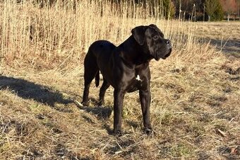 Cane corso černý krycí pes