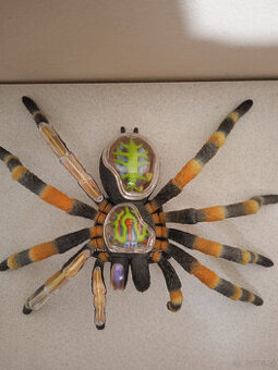 Tarantule- anatomický model - 1