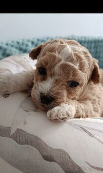 bischpoo ,,, toy pudl