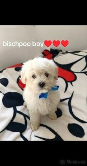 bischpoo ,,, toy pudl