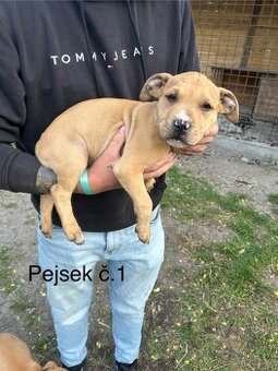 Americký Pitbullterier